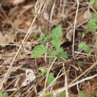 Lepidagathis fasciculata (Retz.) Nees